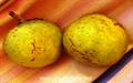 Marliera edulis